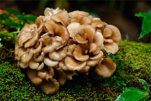 Plantas para la salud:&nbsp;Maitake