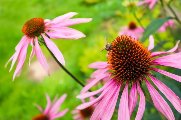 Plantas para la salud: La Echinacea (Echinacea&nbsp;purpúrea)
