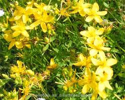 Hipérico y depresión