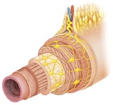 Inmunidad y aparato&nbsp;digestivo