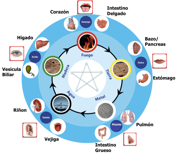 ¿Qué es la Medicina Tradicional China&nbsp;(MTC)?