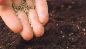 seleccionar las semillas