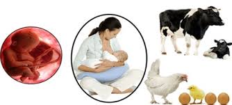 Los Factores de Transferencia, una ayuda para el sistema&nbsp;inmunitario