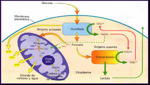 respiración celular