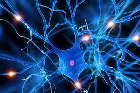 Alimentos para las&nbsp;neuronas